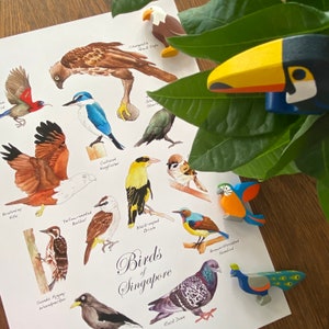 Póster de Aves de Singapur (tamaño A3)