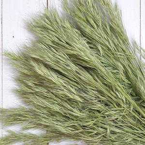 Colorado Flower Farm Dried Grasses: Natural Home Decor, Craft Supply