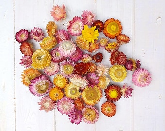 Dried Flowers, Colorful Mixed Strawflowers, 50 Flower Heads