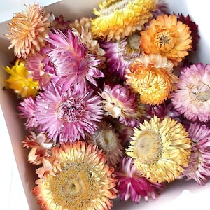 Dried Flowers, Dried Srawflowers, Colorful Strawflowers