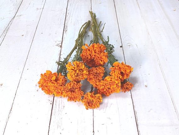 Dried Marigold Stems: Dry Craft Flowers, Floral Arrangement Supplies, 10 Stems