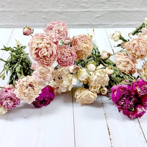 Dried Peonies: Colorado Grown Loose Flowers for DIY Decor