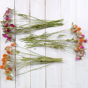 Dried Gomphrena Flowers: Natural Colors, Craft Supply (14 Stems, 10-12&quot; Long)