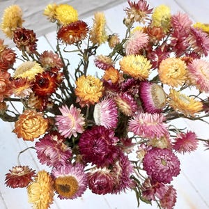 Colorful Dried Strawflowers: 20 Stems, Craft & Decor