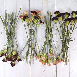 Colorful Dried Carnations, Dried Craft Flowers