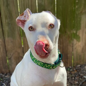 St. Patrick&#39;s Day Handmade Martingale Collar for Dogs - Clover, Shamrock, Martingale Dog Collar, St. Patty&#39;s Day, Dog Collar Martingale