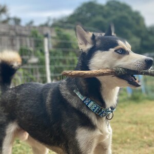 Handmade Custom Martingale Collars for Dogs - Martingale Dog Collar - Martingale Collar for Dogs - Martingale Collars -Dog Collar Martingale