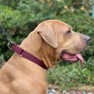 Handmade Custom Martingale Collars for Dogs