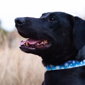 Handmade Custom Martingale Collars for Dogs
