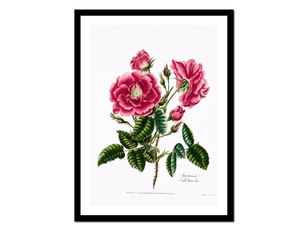 Kitchen Art Print - Rose Flower Botanical - Vintage Poster - Antique ...
