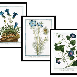 May include: Three vintage botanical illustrations featuring blue flowers. The first image shows a cluster of blue gentian flowers with green leaves and a brown rock. The second image shows a blue flower with a white center and green leaves. The third image shows a blue morning glory flower with green leaves and a bee.