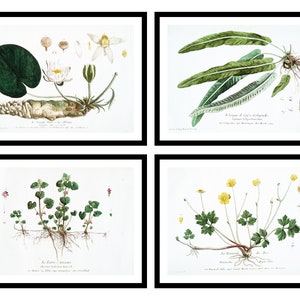 Geschenkset von 2 oder 4 - Botanische Garten Illustration - Vintage Kunstdrucke - Antikes Poster - Altes Bild - Trendige Retro Wand Kunst (S24-BA)