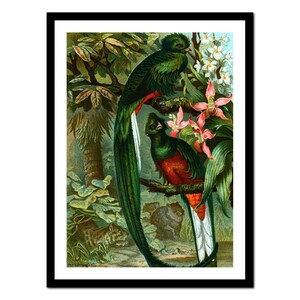 Stampa d'arte africana - Pittura di natura animale uccello - Poster vintage - Vecchia immagine antica - Decorazione d'arte da parete retrò - S - XXL (A-AF 010)