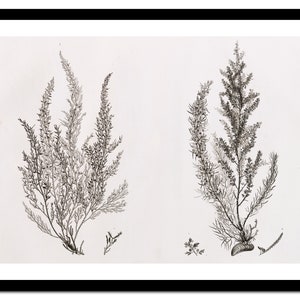 Küchen-Kunstdruck – botanische Kräuter-Zeichnungen – Vintage-Poster – antikes altes Bild – Retro-Wandkunst-Dekor – A5, A4, A3, A2, A1, A0 (A-ki 026)