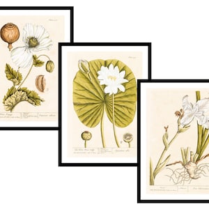 3er Set - Botanische Blumen Neutral Grün Abstrakt - Vintage Kunstdrucke - Antikes Poster - Altes Bild - Trendige Retro Wand Kunst (S3-BN)