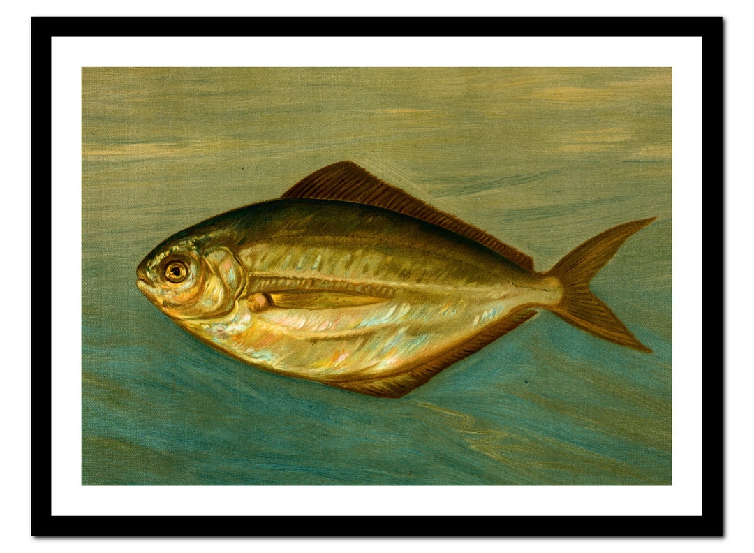 Kitchen Art Print - Fish Ocean Sea Animals - Vintage Poster - Antique ...