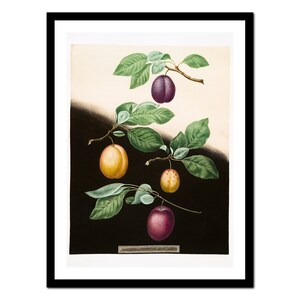 Impressão de arte de cozinha - Desenhos de frutas botânicas - Pôster vintage - Imagem antiga antiga - Decoração de arte de parede retrô - A5 A4 A3 A2 A1 A0 (A-ki 051)