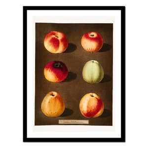 Impresión de arte de cocina - Dibujos de frutas botánicas - Póster vintage - Imagen antigua - Decoración de arte de pared retro - A5 A4 A3 A2 A1 A0 (A-ki 010)