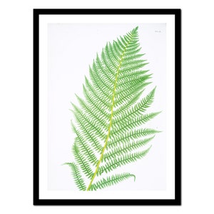 Può includere: Un'illustrazione dettagliata di un'unica foglia di felce verde con uno stelo giallo. La foglia è raffigurata su uno sfondo bianco.