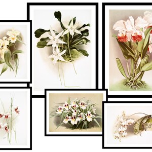 Geschenkset von 6 - Blumen Neutrale botanische Illustration - Vintage Kunstdrucke - Antikes Poster - altes Bild - trendige Retro Wandkunst (S6-FN)