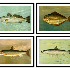 May include: Four vintage illustrations of different fish species. The top left image shows a spotted sea trout, the top right image shows a butterfish, the bottom left image shows a speckled trout, and the bottom right image shows a herring.