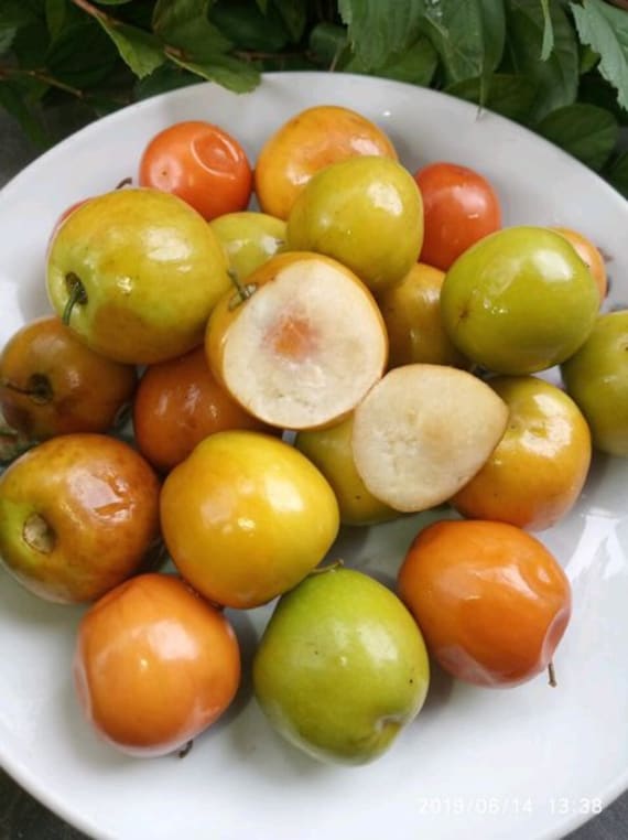 500 5 000 Fresh Seeds Organic Bidara Ber Tree Jujube Etsy
