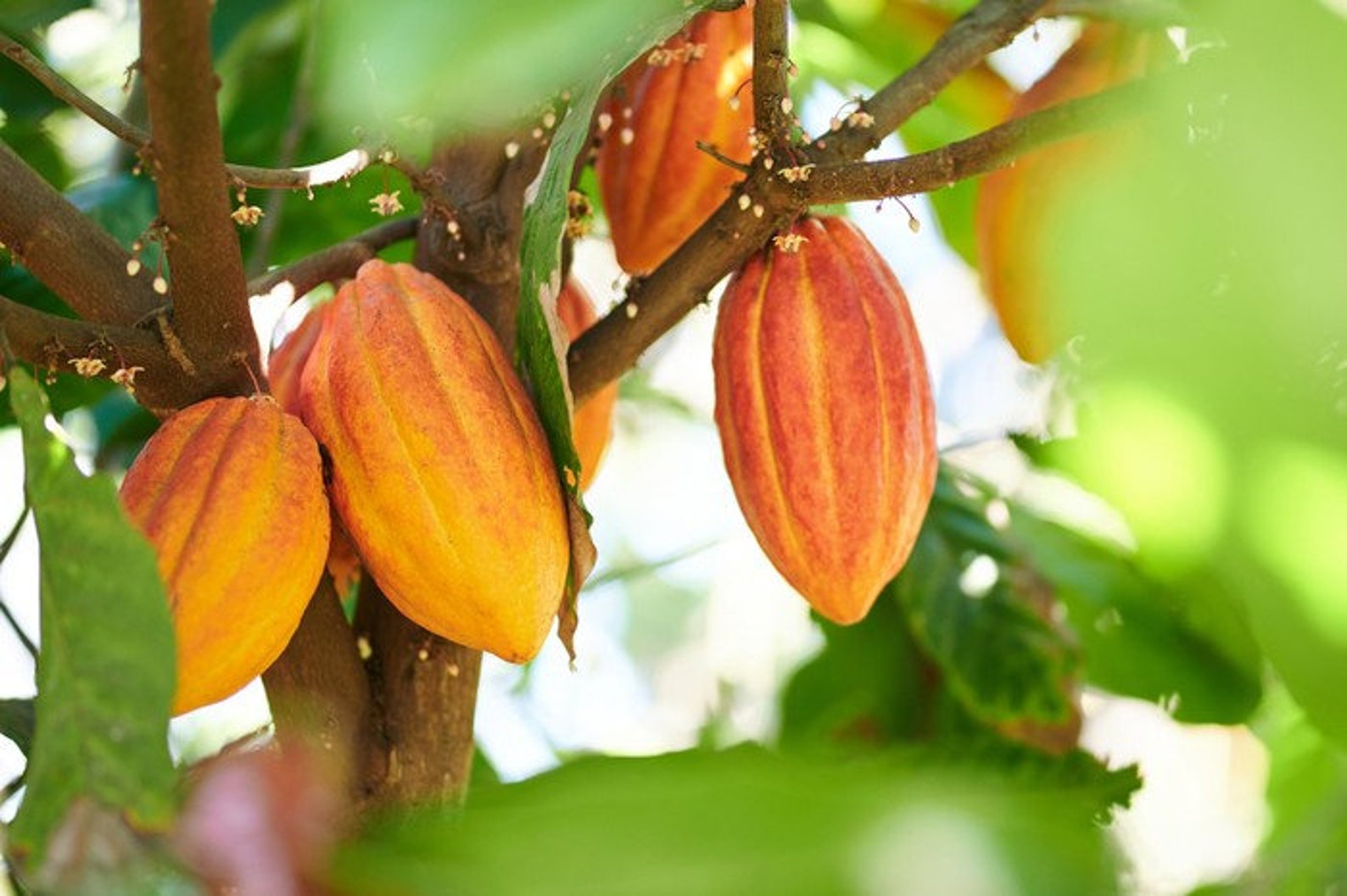 30 500 Fresh Organic Seeds Theobroma Cacao Cocoa Etsy 