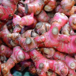 100 gr 2.000 gr VERSE ORGANISCHE RHIZOMES Alpinia Purpurata K Schum Red Galangal Laos Lengkuas Voor het planten afbeelding 2