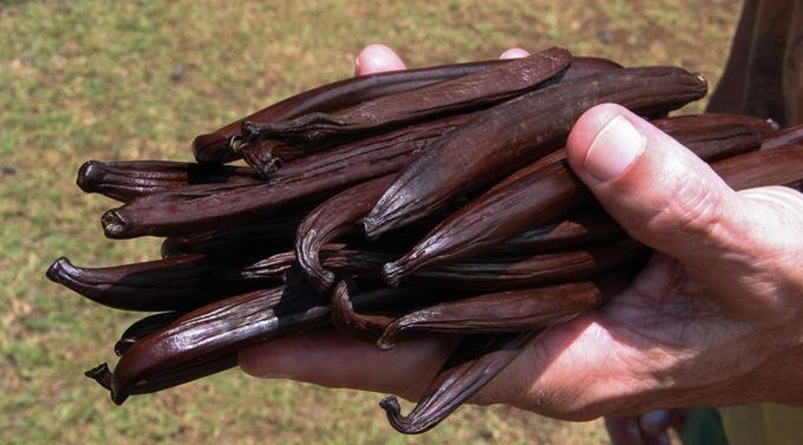 10 500 Tahitian VANILLA BEANS Premium Quality Gourmet Etsy