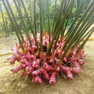 100 gr 2.000 gr VERSE ORGANISCHE RHIZOMES Alpinia Purpurata K Schum Red Galangal Laos Lengkuas Voor het planten afbeelding 3
