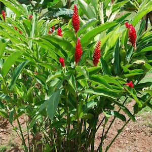 100 gr 2.000 gr VERSE ORGANISCHE RHIZOMES Alpinia Purpurata K Schum Red Galangal Laos Lengkuas Voor het planten afbeelding 4