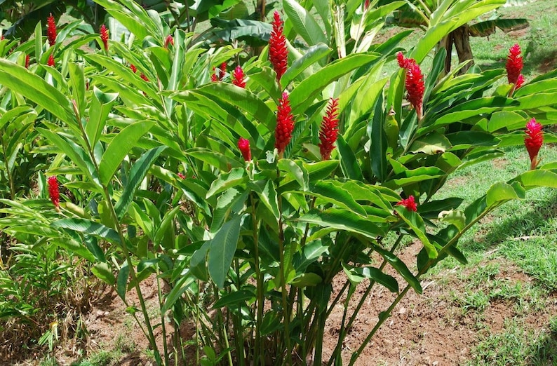 100 gr 2.000 gr VERSE ORGANISCHE RHIZOMES Alpinia Purpurata K Schum Red Galangal Laos Lengkuas Voor het planten afbeelding 4