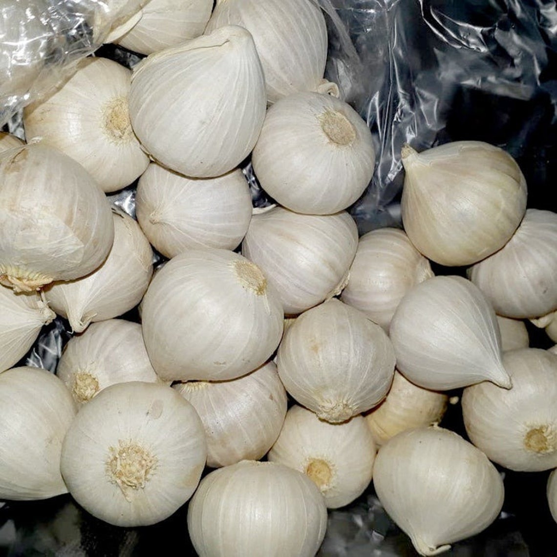 30 1.000 Bulbs Solo Garlic Single Clove Garlic Allium Etsy