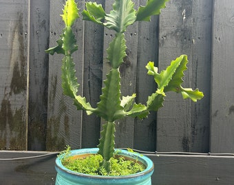 Borzicactus Aureispina - Pianta Succulenta In Vaso, Cactus Da Fiore Per Giardino O Interno. Nuova, Perfetta Per Appassionati Di Piante Grasse. - Foto 3