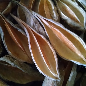 50+ Milkweed Pods, Empty, Dried for Arts, Crafts, Wreaths, Ornaments, Select, Harvested in PA, USA. Free Shipping.