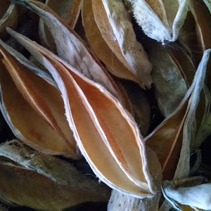 15+ Milkweed Pods, Empty, Dried for Arts, Crafts, Wreaths, Ornaments, Select, Harvested in PA, USA. Free Shipping.