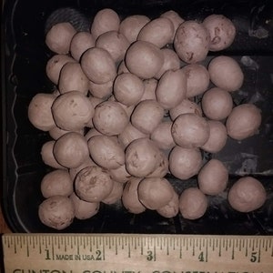 50 Common Milkweed Seed Balls, Seeds Mixed in Clay, Asclepias syriaca, 2023 Crop, Help the Monarch Butterfly!, Harvested in PA, USA