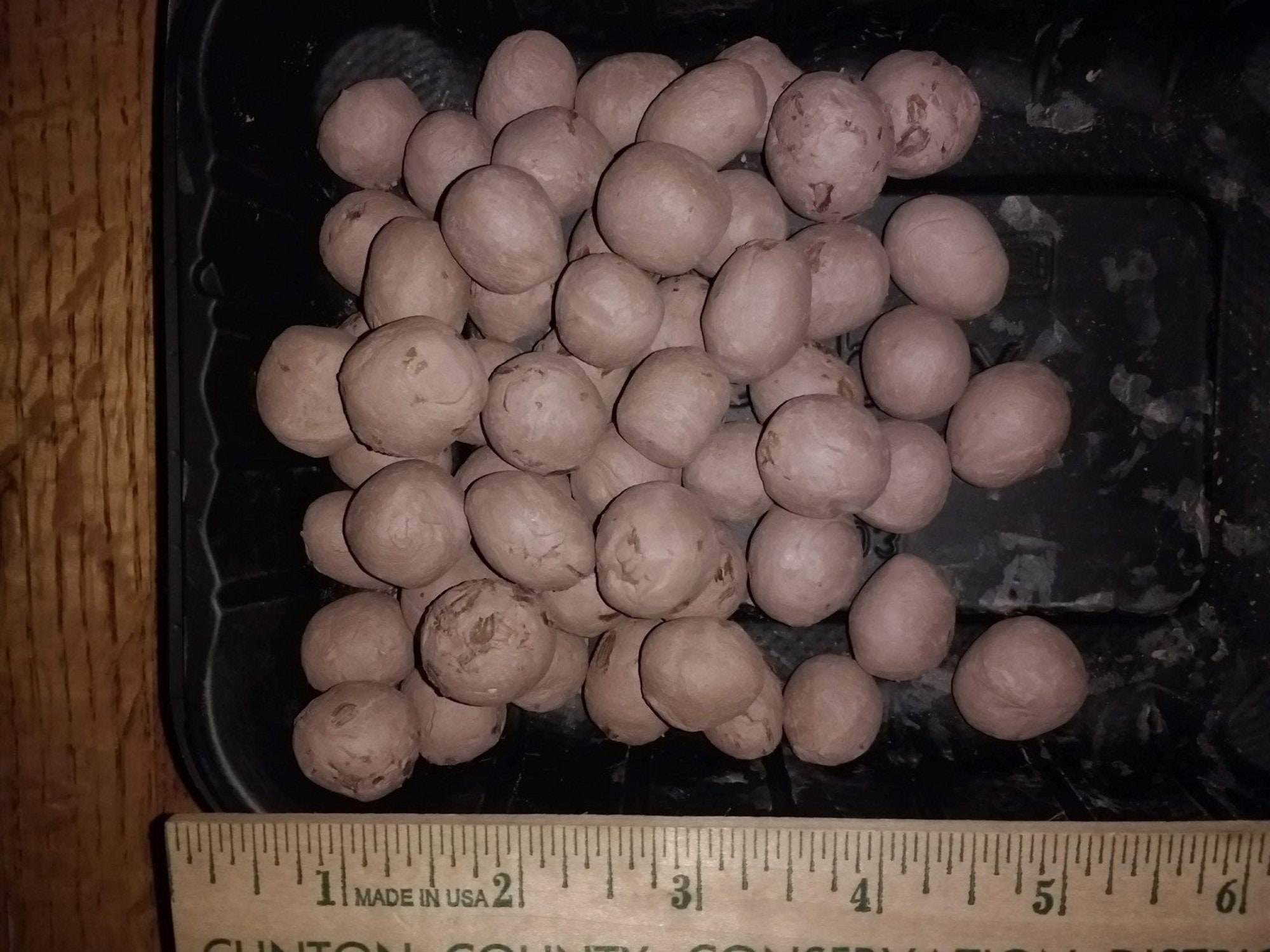 50 Common Milkweed Seed Balls made with clay, Asclepias syriaca, 2024 Crop, Help the Monarch Butterfly!, Harvested in PA, USA, Free Shipping