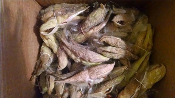 30 Common Milkweed Pods w/Seeds, Asclepias syriaca, Help the Monarch Butterfly! 2024 Crop, 76% Germination, Harvested in Pennsylvania, USA