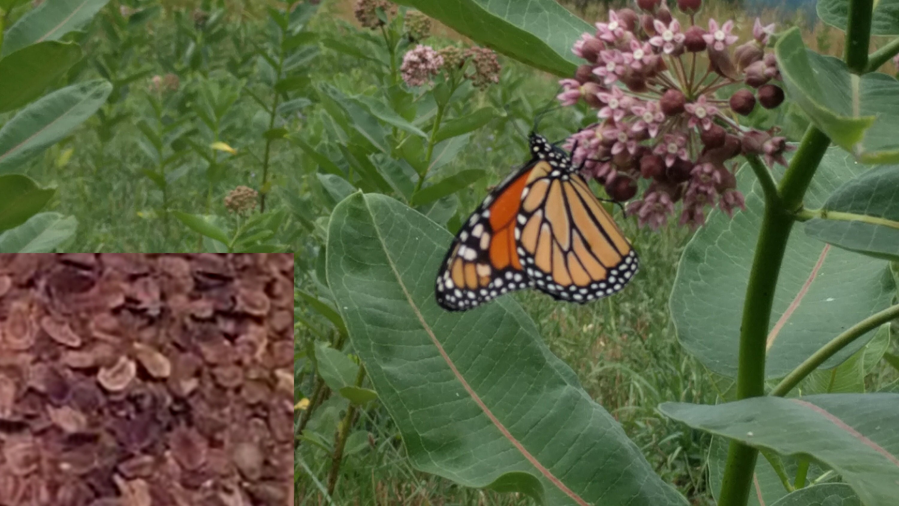 1 lb (50,000+) Milkweed Seeds (Common, Asclepias syriaca), Organic, 2024 76% ger, from PA, USA. Free Shipping. Save Monarch Butterfly!