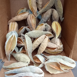 May include: A collection of dried seed pods in various shades of brown, beige, and gray. The pods are arranged in a cardboard box, with some of them overlapping.