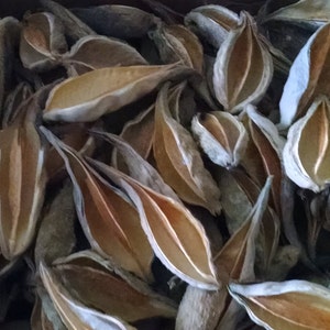 150+ Smaller Size Milkweed Pods, Empty, Dried for Arts, Crafts, Wreaths, Ornaments, Harvested in PA, USA