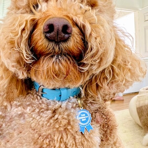 Mini Australian Labradoodle wearing unique cute Dog Tag Pet ID Tag