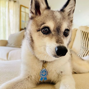 Alaskan Klee Kai wearing cute Dog Tag Pet ID Tag