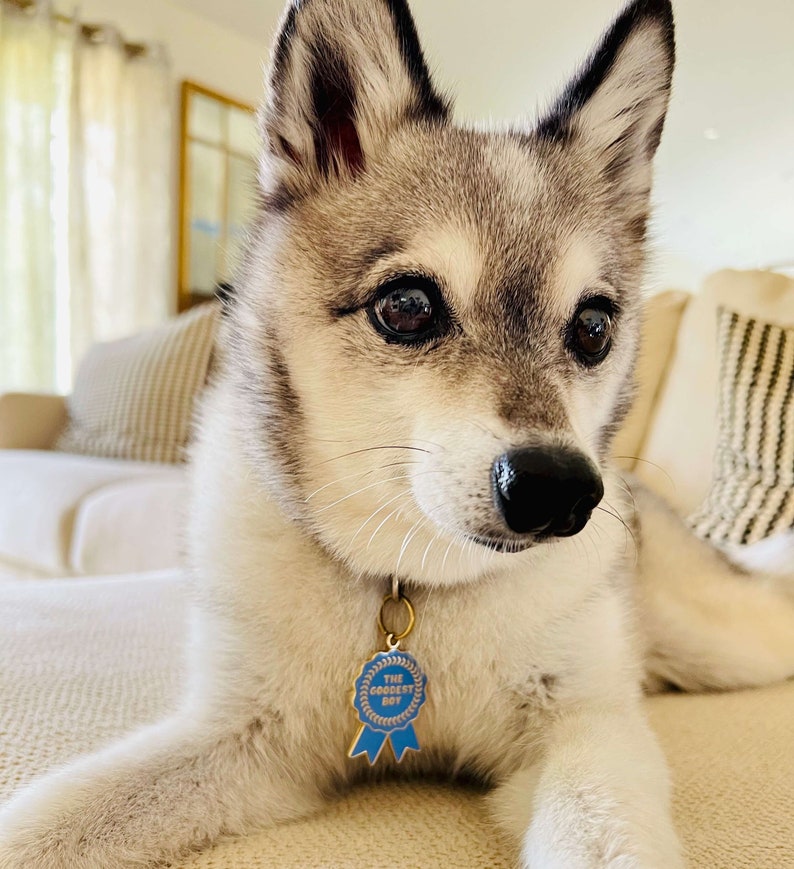 Alaskan Klee Kai wearing cute Dog Tag Pet ID Tag