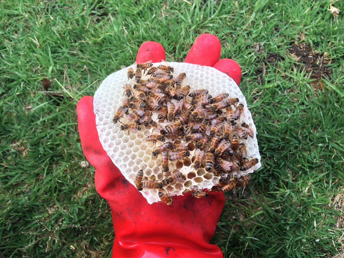 White Beeswax Taper Candles 1 Inch Diameter Taper Candles Etsy