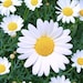 Daisy