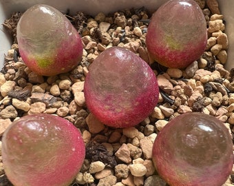 Conophytum Burgeri Lithops Live plant Living Stone
