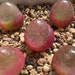 see more listings in the Lithops Singled section