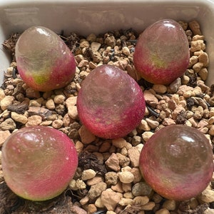 Conophytum Burgeri Lithops Live plant Living Stone image 1